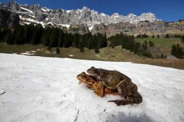 frosch schnee1