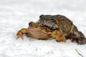 frosch schnee2