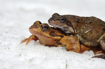frosch schnee3