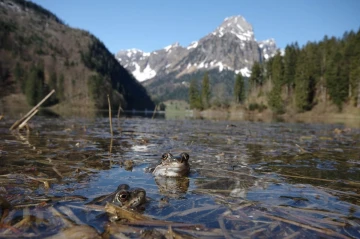 frosch see