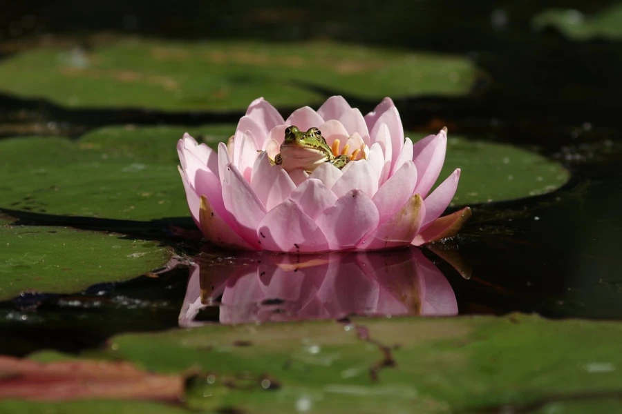 frosch seerose1