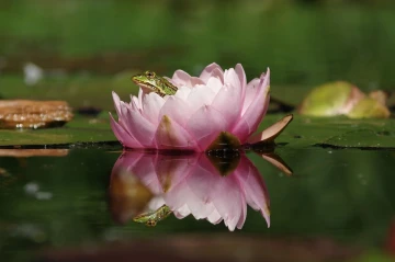 frosch seerose2