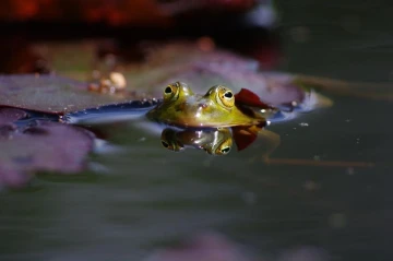 frosch spiegel