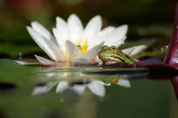 frosch spiegel1