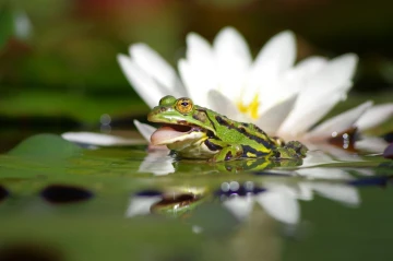 frosch spiegel2