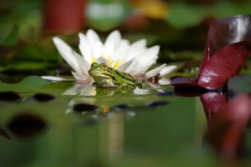 frosch spiegel3