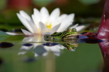 frosch spiegel4