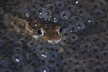 froschpaarung1