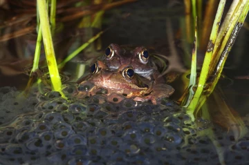 froschpaarung2