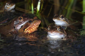 froschpaarung3