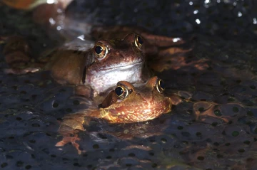 froschpaarung4