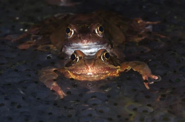 froschpaarung5