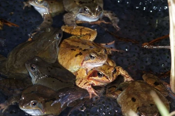 froschpaarung6