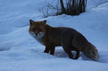 fuchs 01