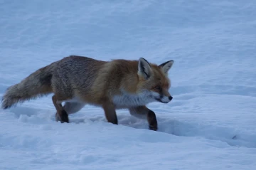 fuchs 02