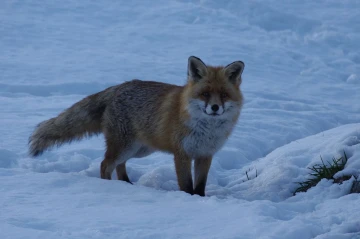 fuchs 03