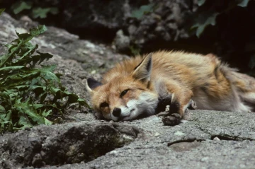 fuchs