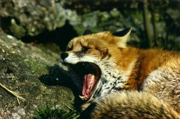 fuchs2