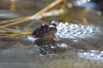 grasfrosch laich01