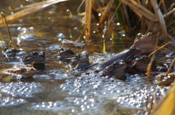 grasfrosch laich02