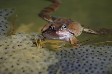grasfrosch laich03