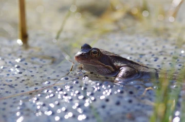 grasfrosch laich04