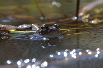 grasfrosch laich05