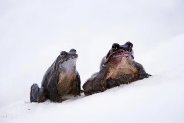 grasfrosch schnee 1