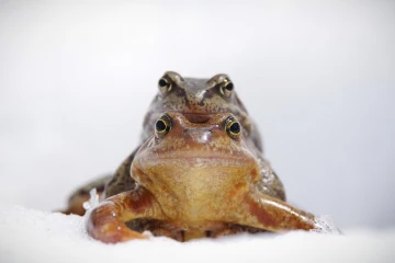 grasfrosch schnee 2