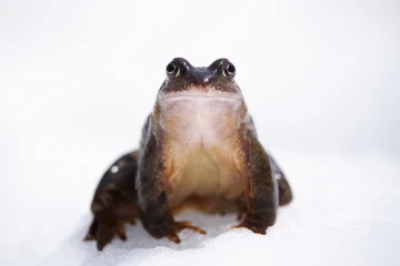 grasfrosch schnee 3