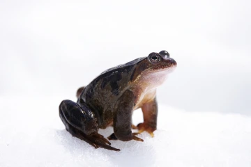 grasfrosch schnee 4