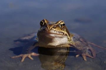 grasfrosch1