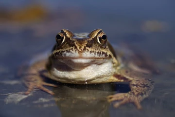grasfrosch2