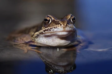 grasfrosch3