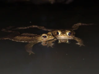 kroete1