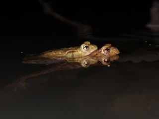 kroete2