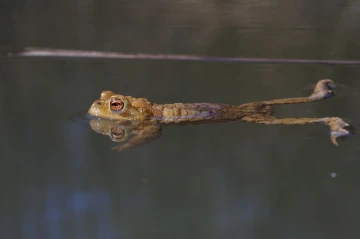 kroete4