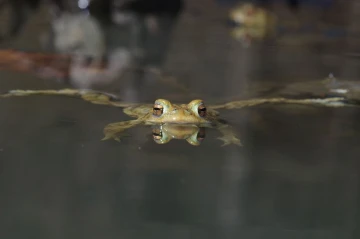 kroete5
