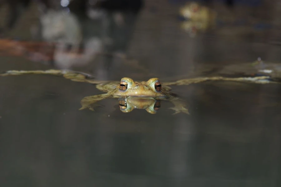kroete5