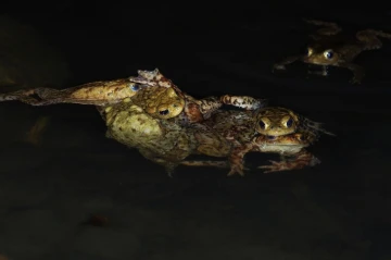 kroete7