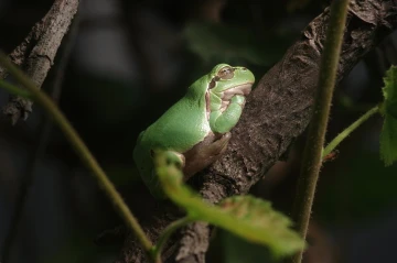 laubfrosch3
