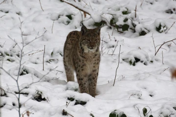 luchs