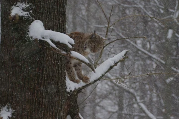luchs baum