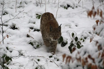 lynx