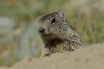 murmeltier