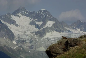 murmeltier berg