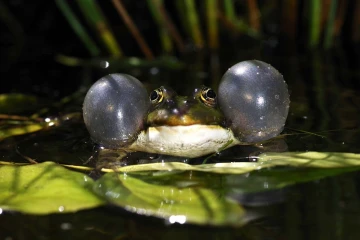 quak frosch