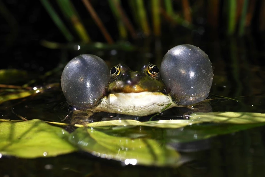 quak frosch