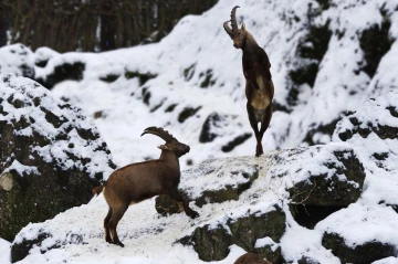 steinbock 1