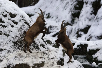 steinbock 2